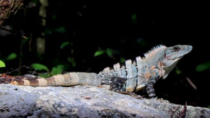 墨西哥鬣蜥位于墨西哥的岩石自然森林上。