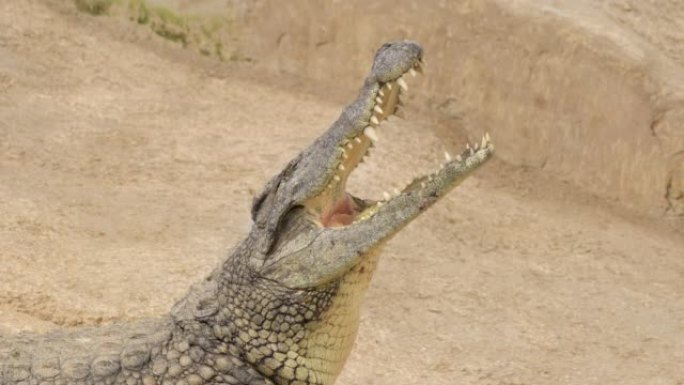 在自然公园张开嘴的鳄鱼。尼罗河鳄鱼