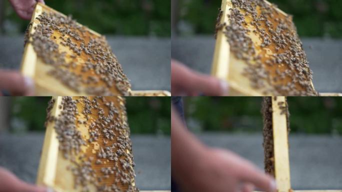 蜂箱框架，配有新制作的蜂蜜梳子，以60FPS拍摄