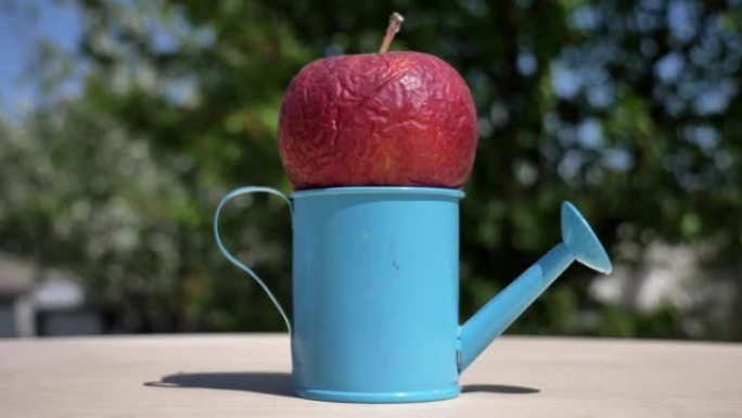 相机平移到躺在木制桌子上的蓝色喷壶中的一个li行的苹果上。摄像机在移动。360度弧跟踪。