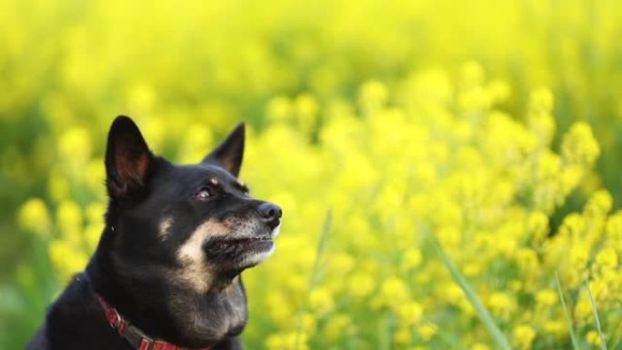 宠物狗被黄色的油菜花包围，捕捉零食的慢动作
