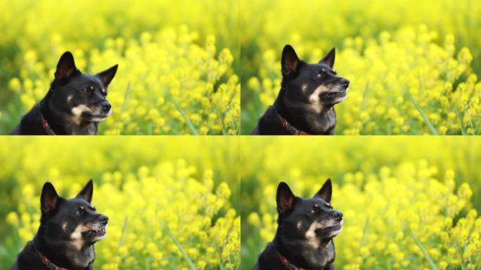 宠物狗被黄色的油菜花包围，捕捉零食的慢动作