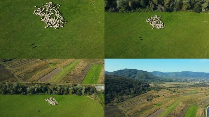 绿色草地的山地景观和牧场上放牧的羊群
