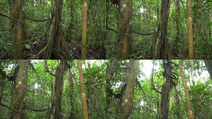 在丛林中倾斜打结的藤本植物