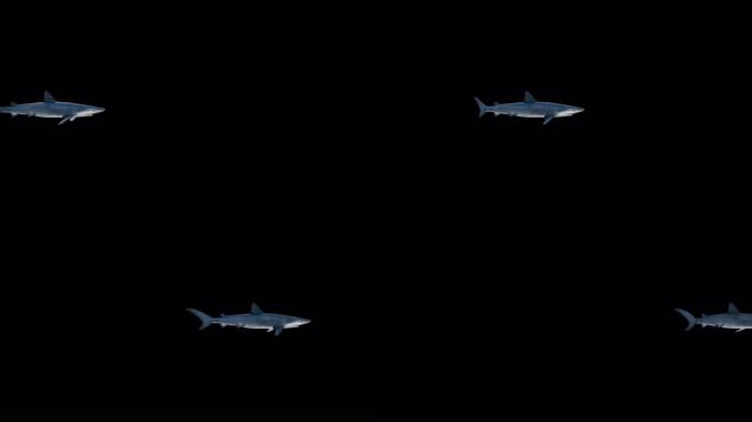 4k蓝鲨游泳侧视图