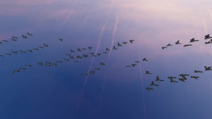 成群飞翔的野鸭迁徙到温暖的地方，日落时间，4K