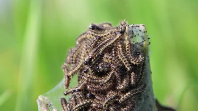 普通荨麻上的玳瑁蝴蝶毛毛虫巢，也称为Aglais urticae或kleiner Fuchs