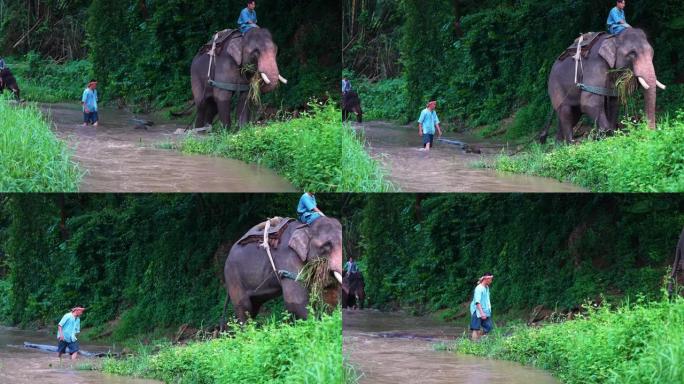 Mahoout在工作中骑大象使用链条，沿着河流和山丘拉动木制原木木材
