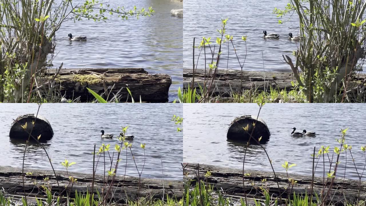 鸭子在华盛顿湖游泳