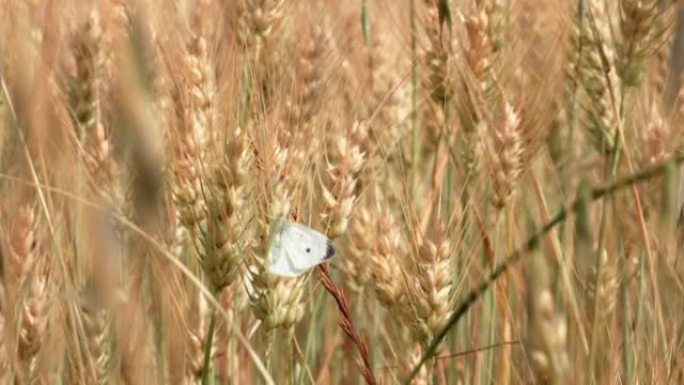 一只白色蝴蝶停在黄色小麦上的特写镜头