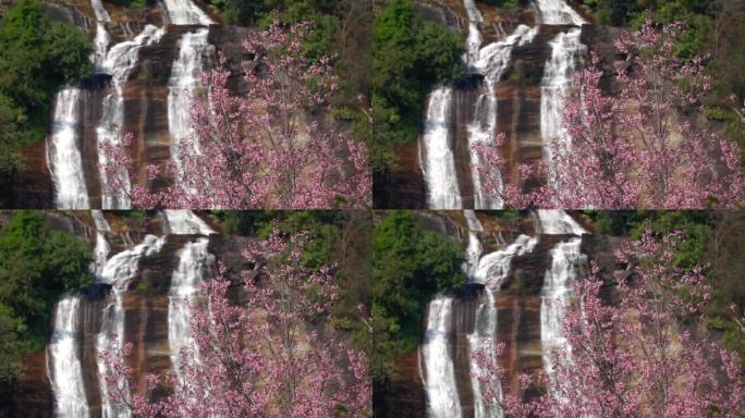 慢动作中的虹吸瀑布和樱花树