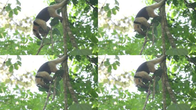 小食蚁兽从树上垂下，在雨林中吃蚂蚁