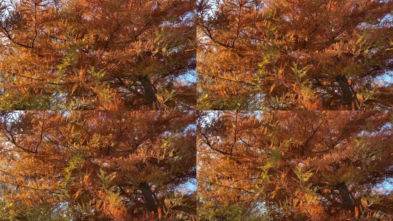 水杉树对抗蓝天。秋林中的黎明红木，水冷杉，水落叶松针叶树。