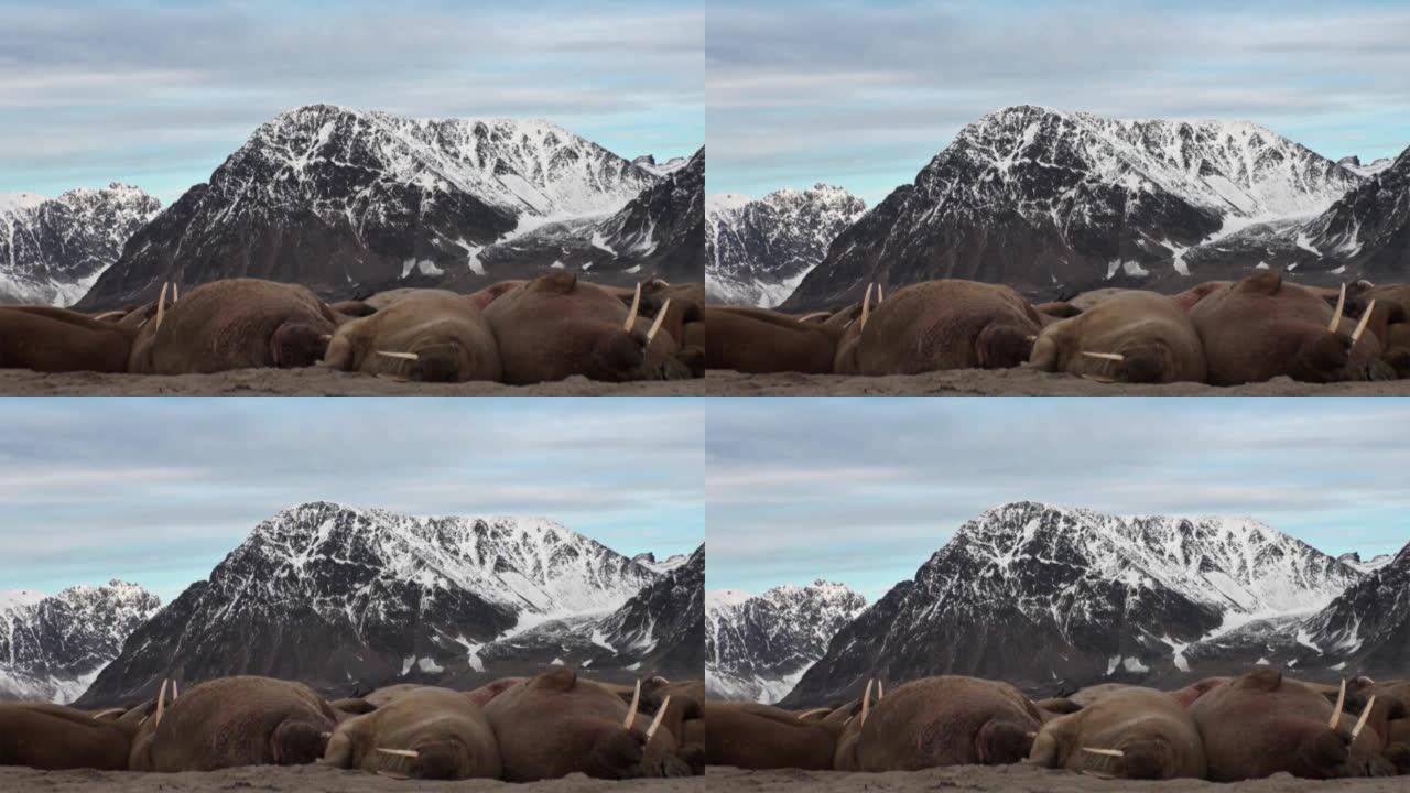 一群海象在斯瓦尔巴特群岛的北冰洋海岸上放松。