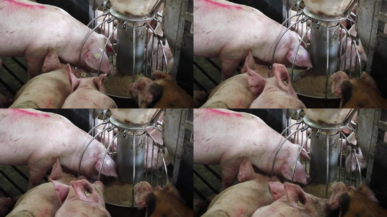 在养猪场从自动喂食器和饮水机中进食的猪