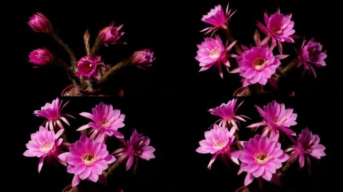 五朵红色仙人掌花从芽到全花的延时镜头同时隔离在黑色背景上，4k侧视视频，特写b卷镜头。