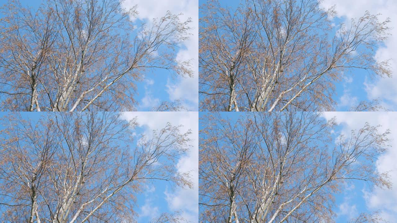 蓝色的天空和一点点云。桦枝在风中摇曳。阳光明媚的春天里宁静的风景。
