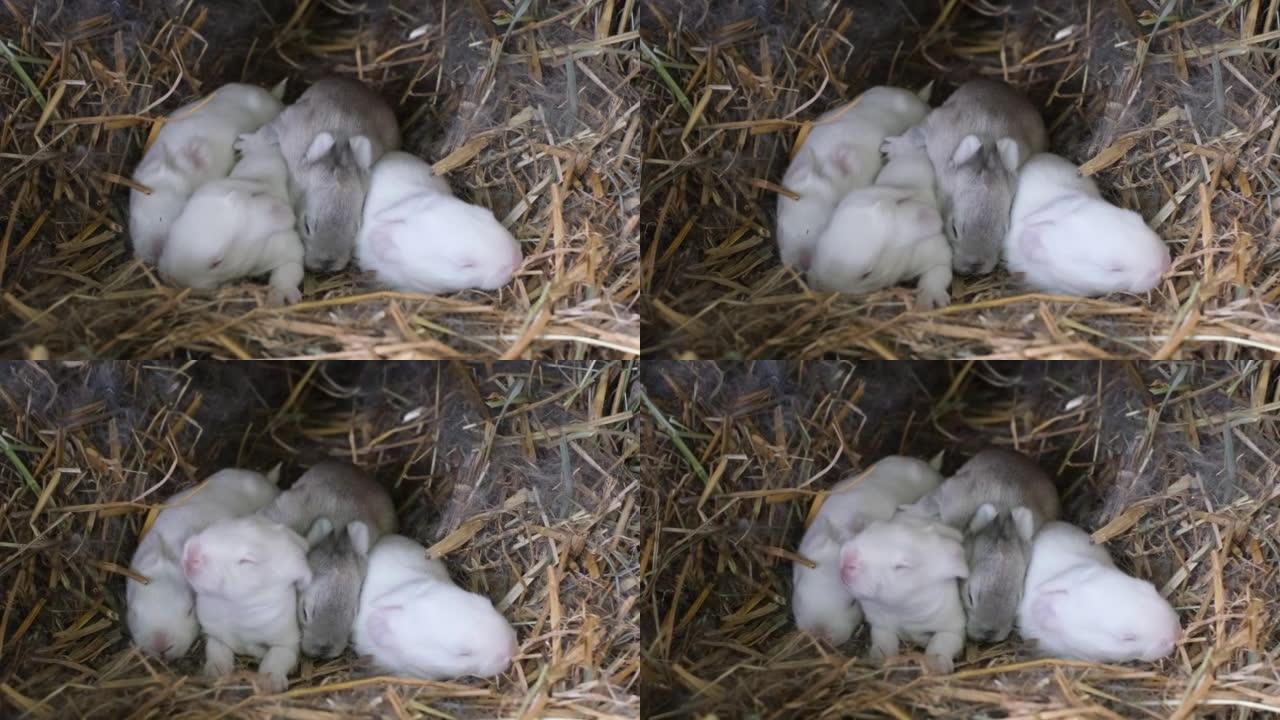 一群新生的白兔在一窝皮毛里移动跳跃