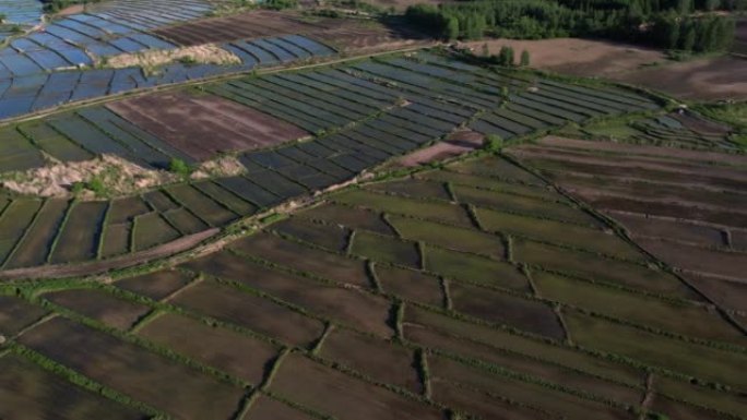 稻田-耕地三农业农田园耕地种植大米水稻丰