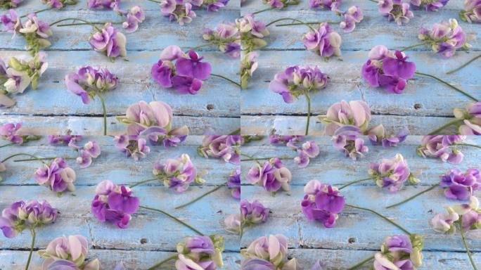 五颜六色的夏季花园花卉: 复古木质浅蓝色背景上的丁香豌豆。