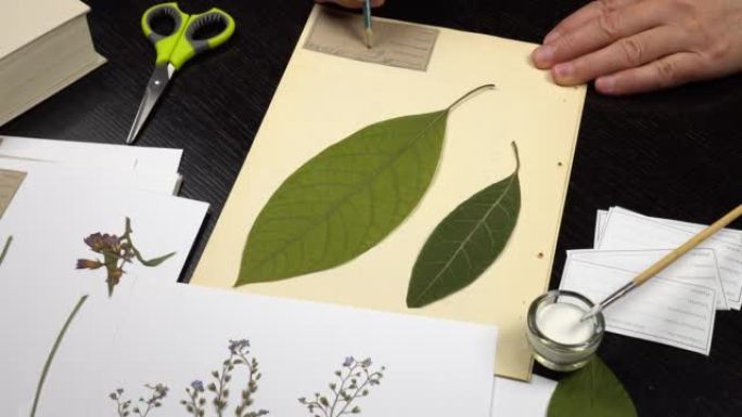 在植物标本室上工作，用植物填充纸上的标签。