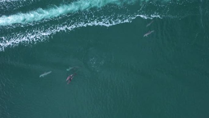 海豚在船浪中游泳后的鸟瞰图-cenital，无人机射击