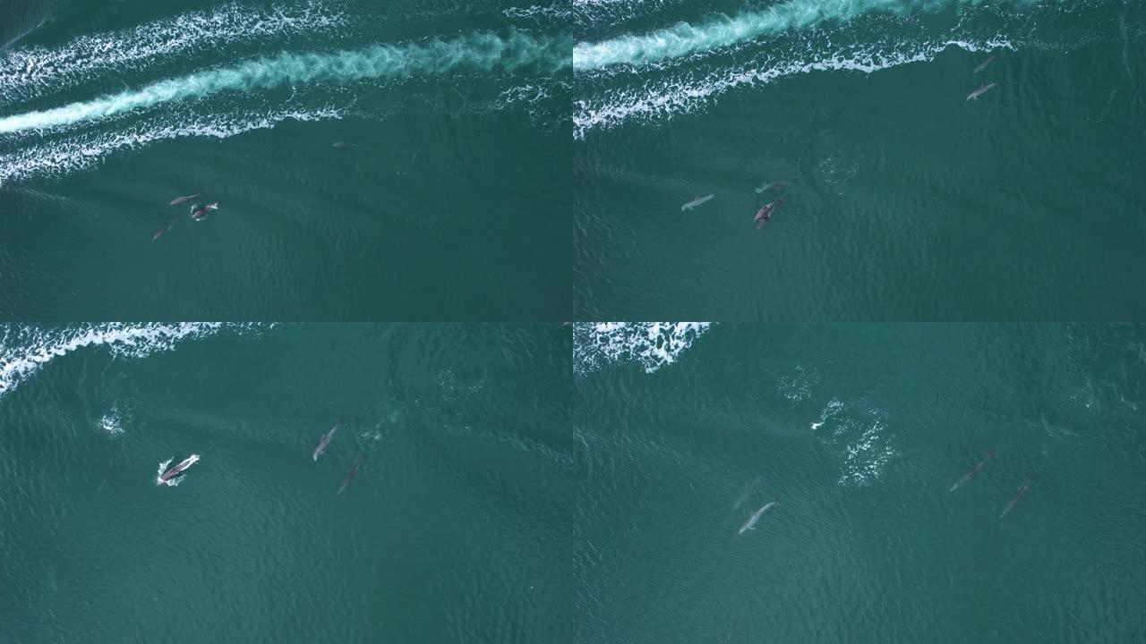 海豚在船浪中游泳后的鸟瞰图-cenital，无人机射击