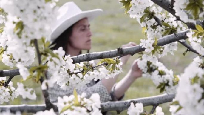 女农民在果园里检查盛开的樱桃树。