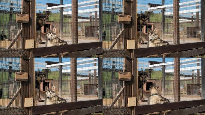 概念孤独无家可归的被遗弃的动物在庇护所等待收养。狗窝北方雪橇阿拉斯加爱斯基摩犬在夏天。两只十几岁的小