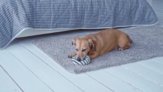 大耳朵的棕色小狗在家里的卧室里玩柔软的玩具戒指，中等镜头，慢动作。狗吓坏了