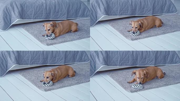 大耳朵的棕色小狗在家里的卧室里玩柔软的玩具戒指，中等镜头，慢动作。狗吓坏了