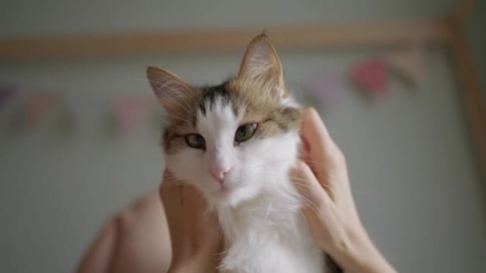 年轻女子躺在床上毯子上爱抚毛茸茸的猫