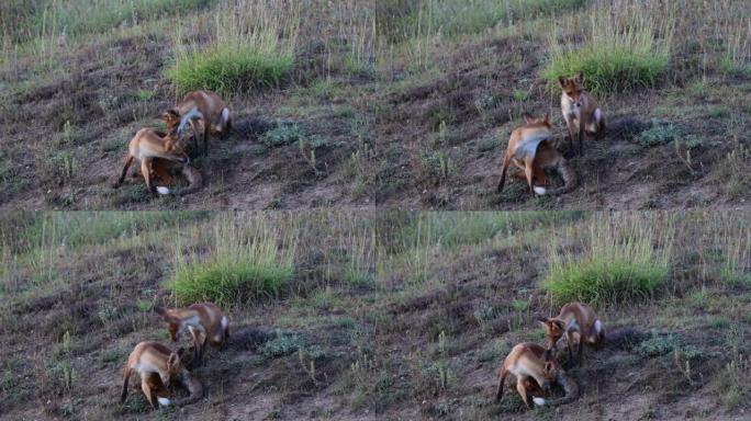 两只可爱的红狐狸幼崽在野外。Vulpes