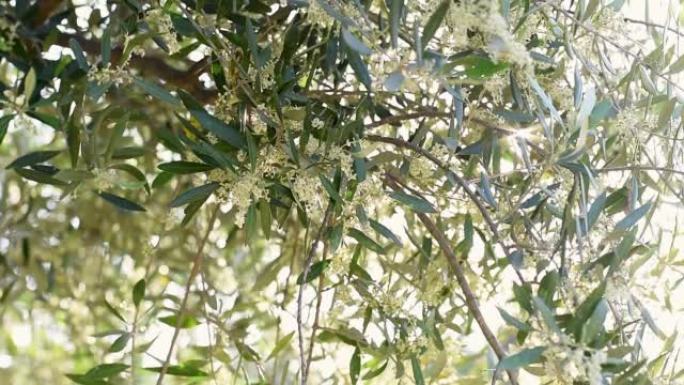 盛开的橄榄树树枝在慢动作中摇曳，背景优美