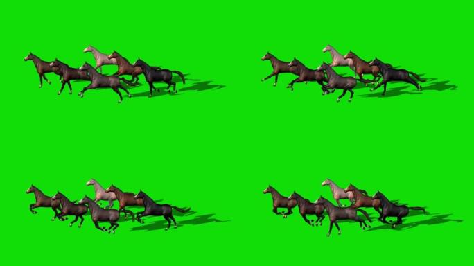 在绿色屏幕上奔跑的马匹