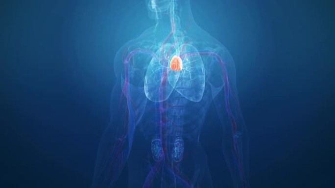 人体胸腺解剖学剖析图三维展示人体内部结构