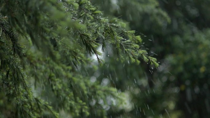 春季雨天绿植视频素材