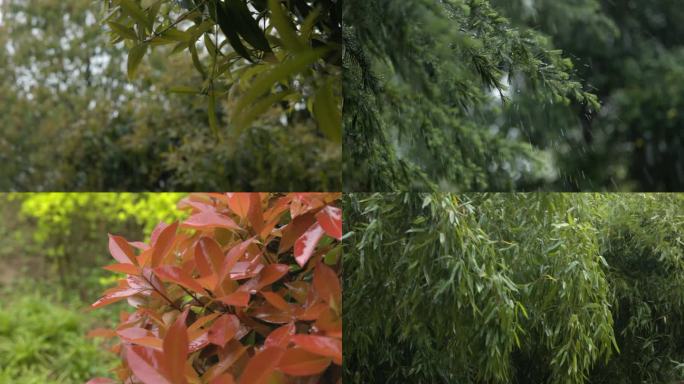 春季雨天绿植视频素材