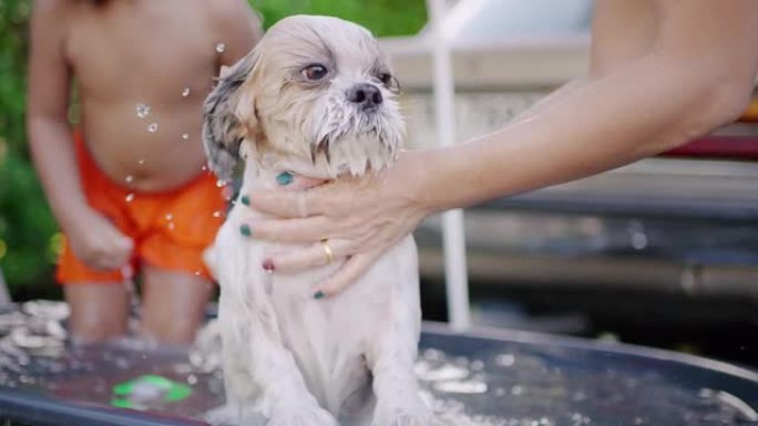 主人在浴缸里冲洗一只西施犬