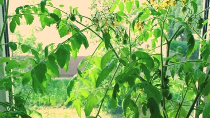 家里阳台上生长的番茄植物。在家种植蔬菜。窗口农场