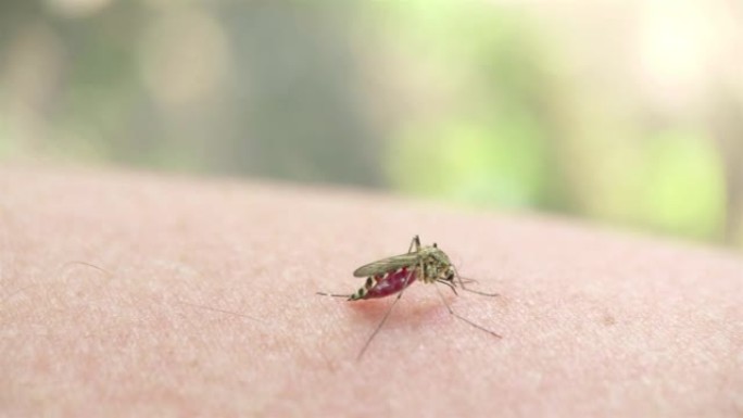 条纹蚊子在人体皮肤上喝血
