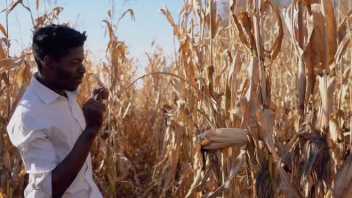 一位年轻的非洲裔美国人以谨慎和愉悦的态度检查茎上的玉米头。一位年轻的农夫农艺师站在玉米地中间。