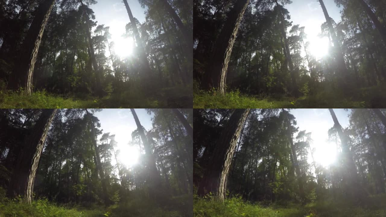夏季天气晴朗的高大树木，茂密的森林