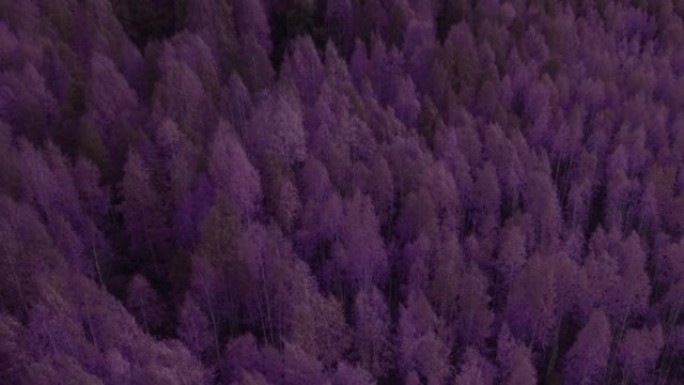 乌拉尔的梦幻秋季紫色森林