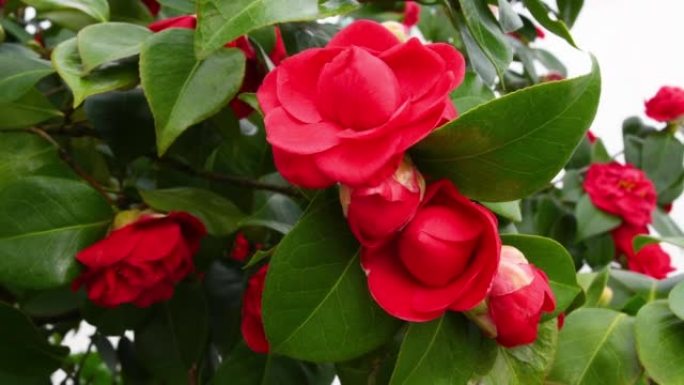 美丽的红色山茶花盛开在植物上。山茶是茶科植物的一个属。特写