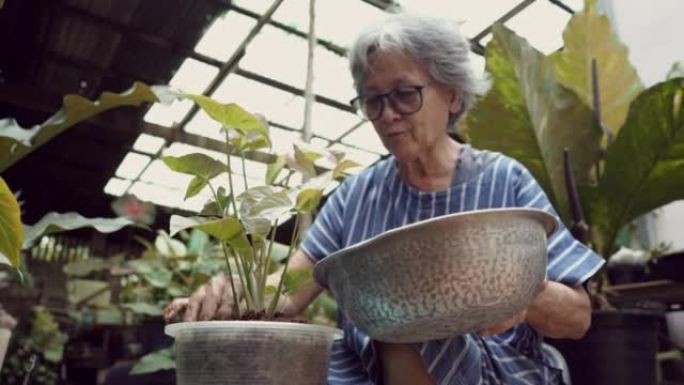 亚洲退休的高级妇女坐在塑料凳子上，通过在塑料碗中混合肥料来准备土壤，然后在锅中种植茂密的树叶，在家中