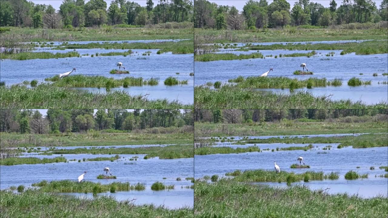 Two Whooping Cranes