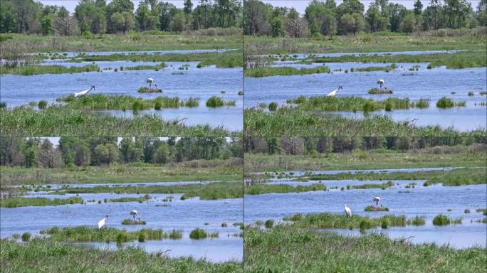 Two Whooping Cranes