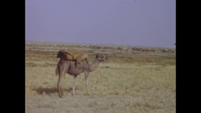 突尼斯1971，沙漠中的骆驼