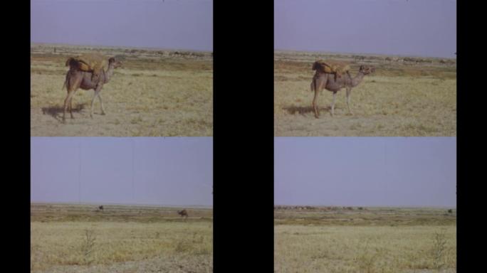 突尼斯1971，沙漠中的骆驼